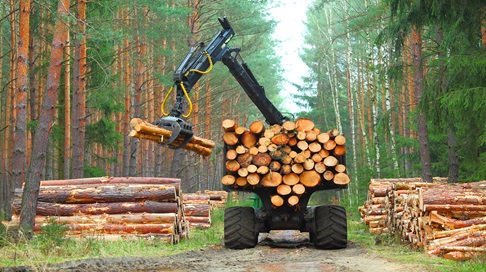 Transforming Forestry